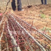 皂角树苗 农户直供15838842261