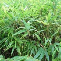 2015年11月19日-云南昆明毛竹苗-楠竹苗最新价1元棵(图)