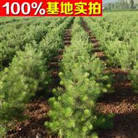 白皮松，油松，各种果树