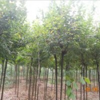 出售3公分榆树10万株