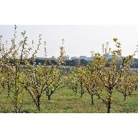 山楂树，苹果树，各种果树及各种松树类