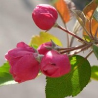 苹果，北美海棠的最佳砧木-甜茶苗