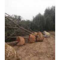 供应5公分毛白杨