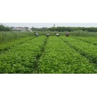 长期大量供应各种规格 栀子球 栀子 栀子苗