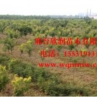 金枝槐胸径 6公分