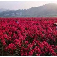 自产自销美国紫嶶：红火球、红火箭、红叶紫嶶小苗