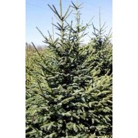 出售优质红皮云杉·假青扦