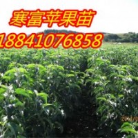 光辉海棠苗（河北光辉海棠苗）