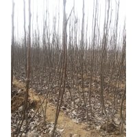 出售优质秋月梨树苗
