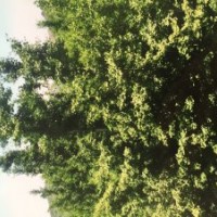 低价出售实生银杏树6-20公分 9万株 限云贵两地