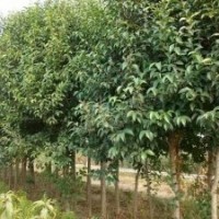 出售大叶女贞，银杏，紫薇，木槿华山松树种