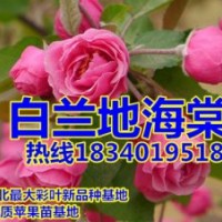 粉花，重瓣白兰地海棠苗