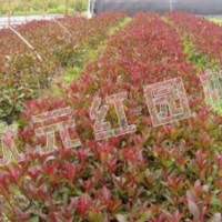 供应丹桂。红叶石楠、枇杷