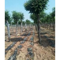 绿化苗木国槐3——20公分，大国槐,白皮松1,2,3,4,5米，,侧柏，雪