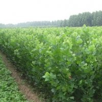 大量供应优质法桐小苗