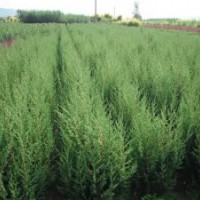 大量供应优质桧柏，柏木，侧柏，红叶小檗