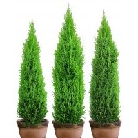 大量供应优质柏木