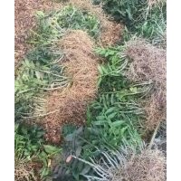 浙江红杆软脚铁皮石斛种苗