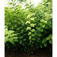 大量供应工程苗木金叶女贞50公分以上,小叶黄杨50公分以上,大叶黄