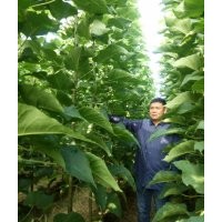 卖楸树苗，2公分，3公分，5公分楸树13839488177