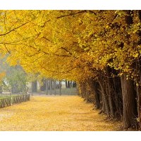 三公分银杏小苗绿化植被供应