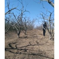 山楂树，核桃树，苹果树