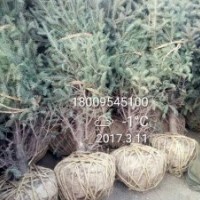 宁夏泾源苗木云杉，油松，樟子松