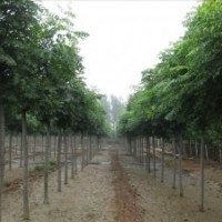 北京栾树绿化苗木出售