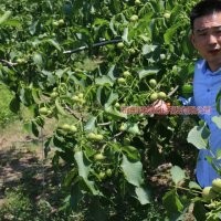 冠核一号核桃苗