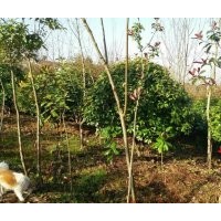 优质苗木低价出售苗木,单干石楠,红叶石楠