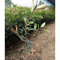 鄢陵大杯精壮红叶石楠批发