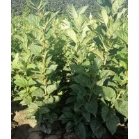 大量丁香供应销售！