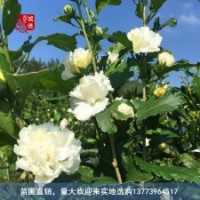 食用药用白色木槿花苗花朵可泡茶经济苗木生态农庄常用苗木