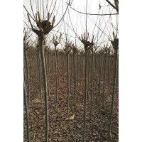 大量供应硬3-4公分红叶李质量看照片