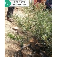 白皮松，国槐，樱花，华山松