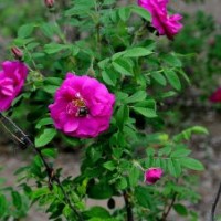 基地50-120公分红刺玫的报价