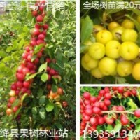 供应连翘苗，30-120公分连翘苗350万株