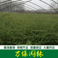 藤本蔷薇 藤本蔷薇花