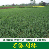 扶芳藤 扶芳藤苗