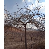 高质量绿化苗木