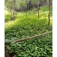 供应黄花倒水莲苗|观音串|倒吊黄苗