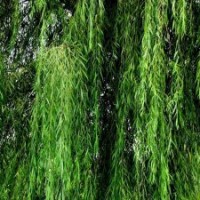 吉林长春农安县 1~5公分柳树苗 13234495363 张先生