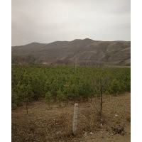 供应2.5-3.0米定植樟子松，1.0-1.5米定植云杉