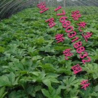 湖南八角金盘、八角金盘小苗田苗直销