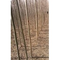 低价处理垂暴109（无絮垂柳）