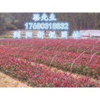 浏阳红叶石楠图片、红叶石楠价格
