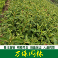 红王子锦带 锦带花