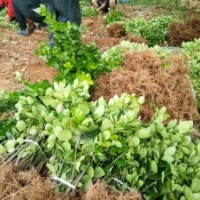 出售龙柏床苗，工程苗