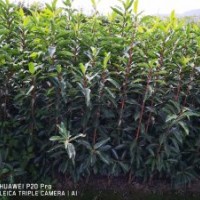 基地杜娟出售：毛娟,茶梅，红叶石楠,龟甲冬青