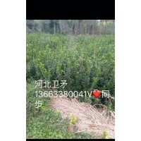 卫矛，金叶女贞